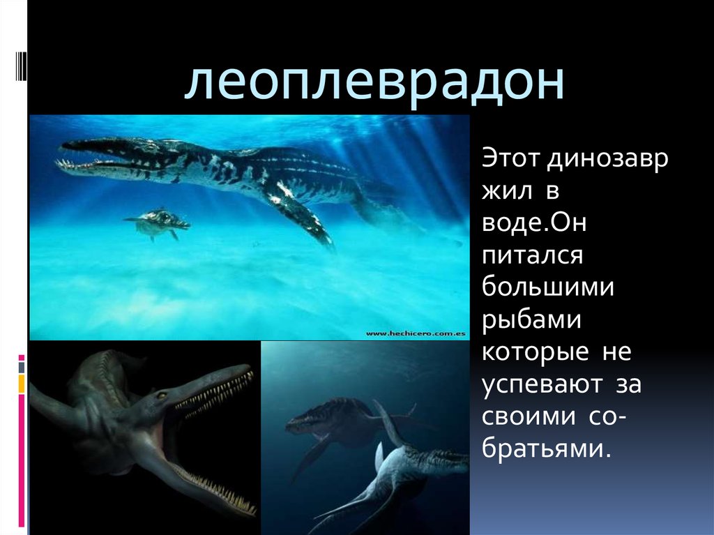 леоплеврадон