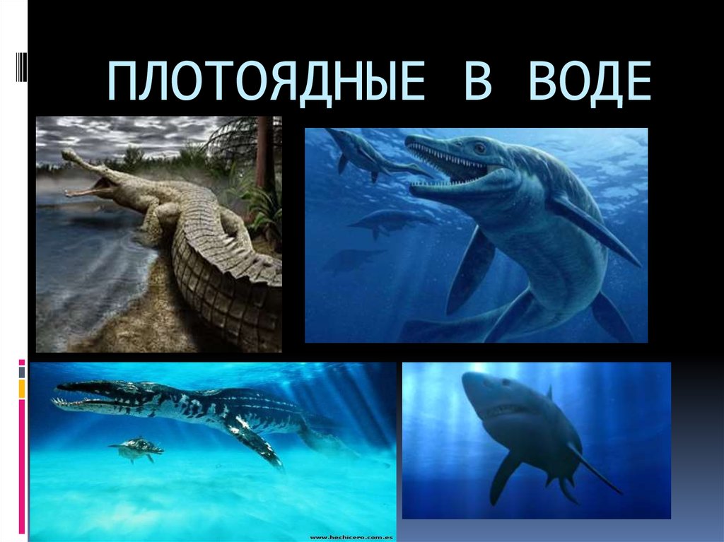 ПЛОТОЯДНЫЕ В ВОДЕ