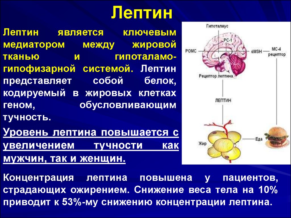 Лептин это