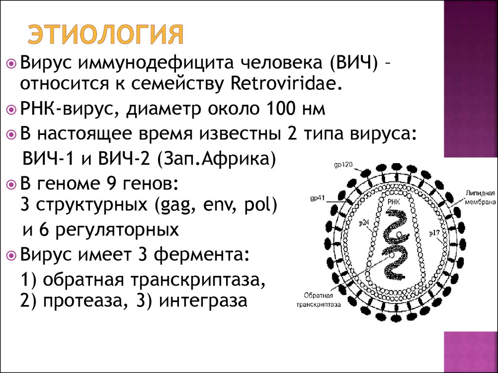 К рнк вирусам относятся вирусы