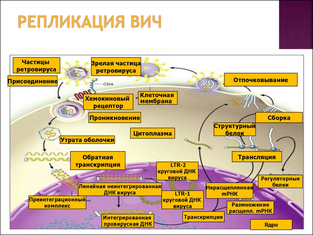 Схема репродукции вируса иммунодефицита человека вич - 92 фото