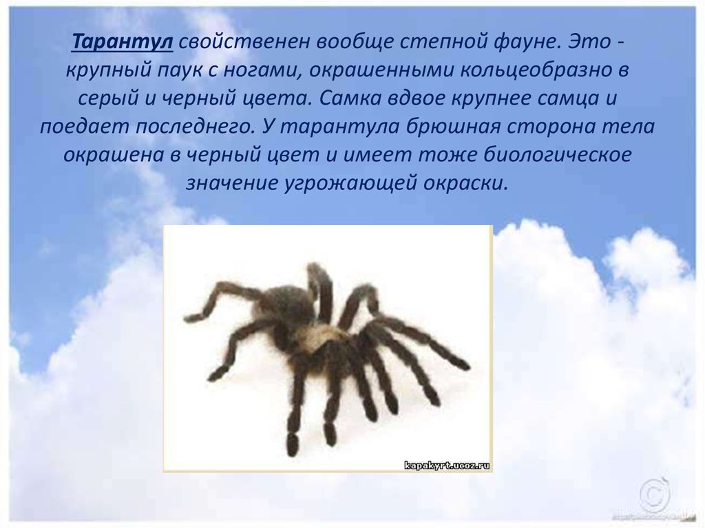 Паук класс. Паук Тарантул рассказ 3 класс. Доклад про паука тарантула 3 класс. Доклад о пауке Тарантуле. Тарантул презентация.