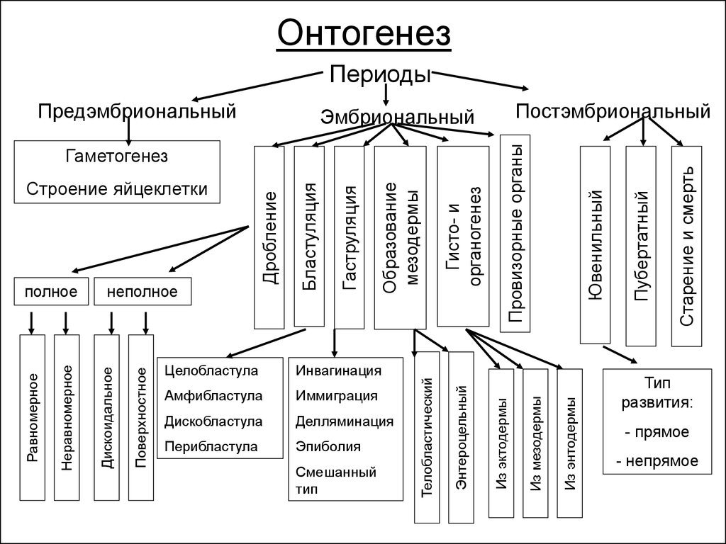 Строение периода схема