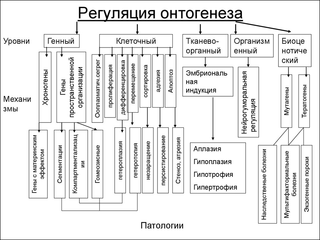 Свойство онтогенеза. Механизмы регулирующие онтогенез таблица. Схема этапы развития онтогенеза. Механизмы регулирующие онтогенез схема. Типы регуляции онтогенеза.