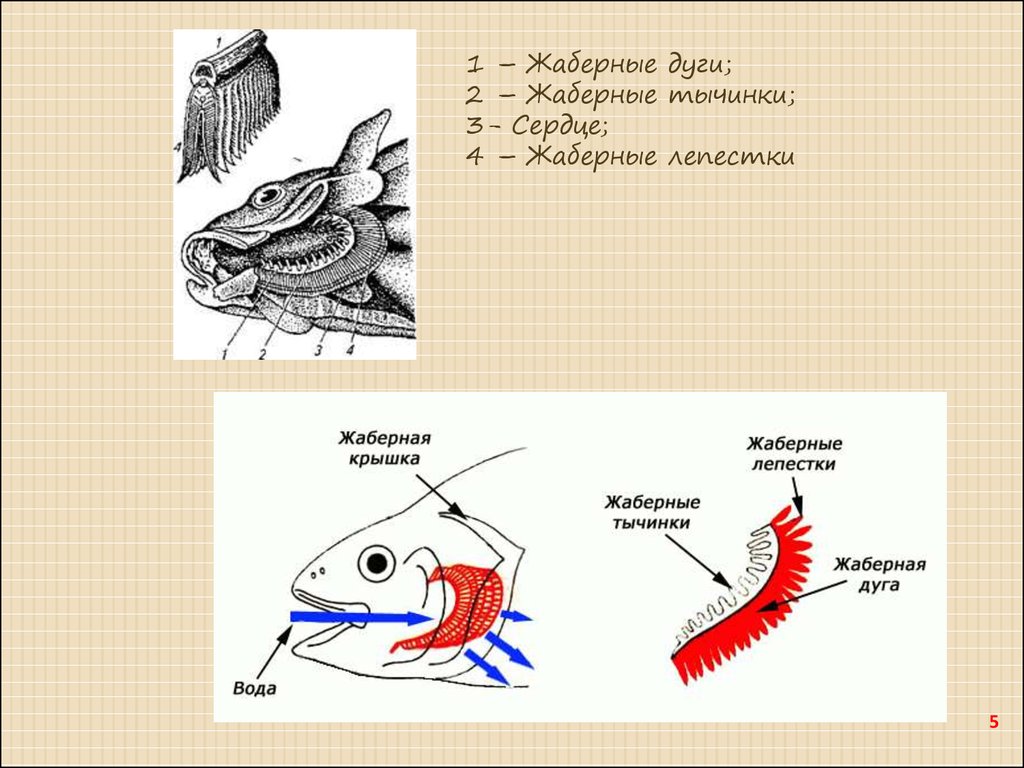 Жаберные рыбы. Строение дыхательной системы рыб. Органы дыхания костных рыб. Органы дыхания жабры. Жаберные карманы рыбы.