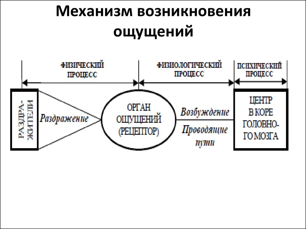 Этапы ощущения. Физиологические механизмы возникновения ощущений. Схема возникновения ощущений в психологии. Последовательность возникновения ощущений. Возникновение ощущений в психологии.