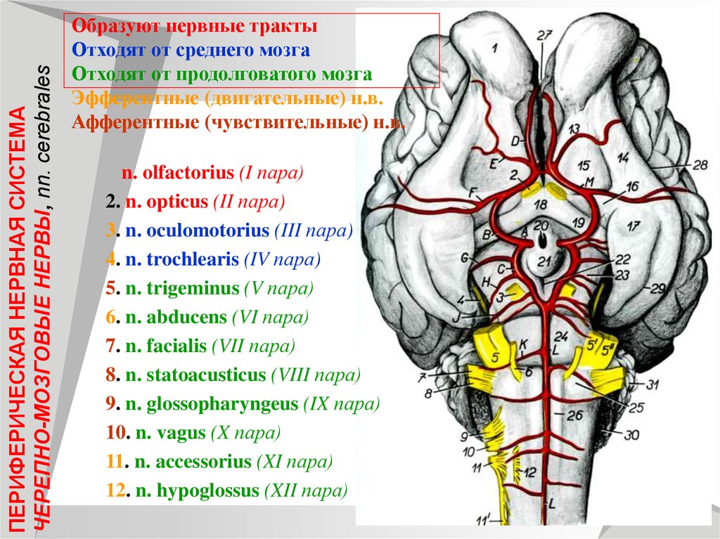 Сколько пар черепных нервов отходит. 12 ЧМН анатомия. 12 Пар черепных нервов смешанные. 12 Пар черепных нервов анатомия животных. V, VII, VIII ЧМН.
