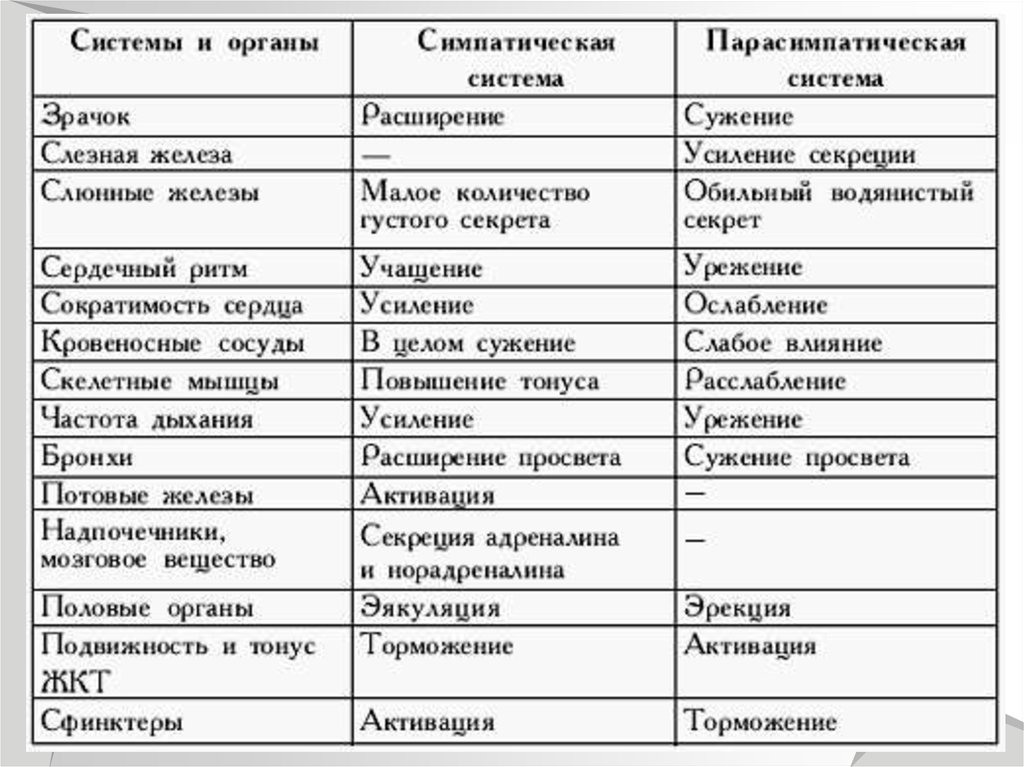 Установить соответствие симпатический отдел парасимпатический отдел