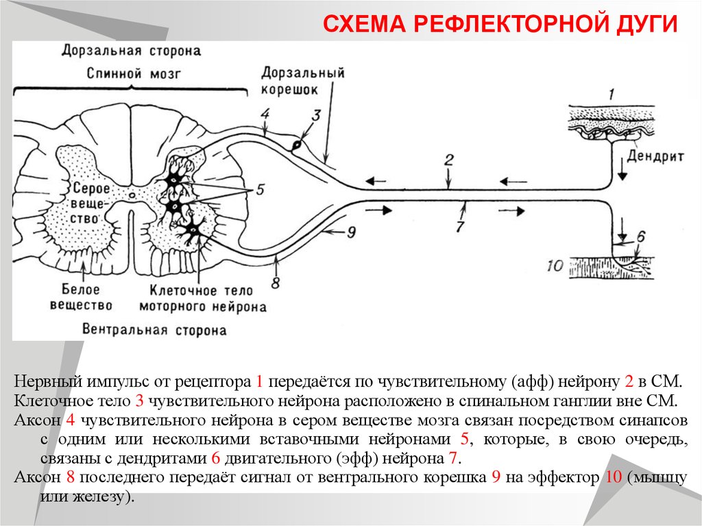 Последовательность спинномозгового рефлекса. Строение рефлекторной дуги спинного мозга. Схема рефлекторных дуг спинного мозга. Схема рефлекторной дуги спинного мозга. Спинномозговая трехнейронная рефлекторная дуга.