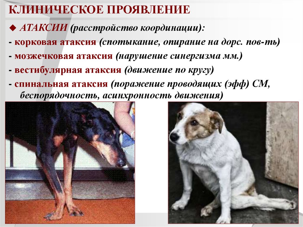 Примеры заболеваний животных. Болезни животных собаки.
