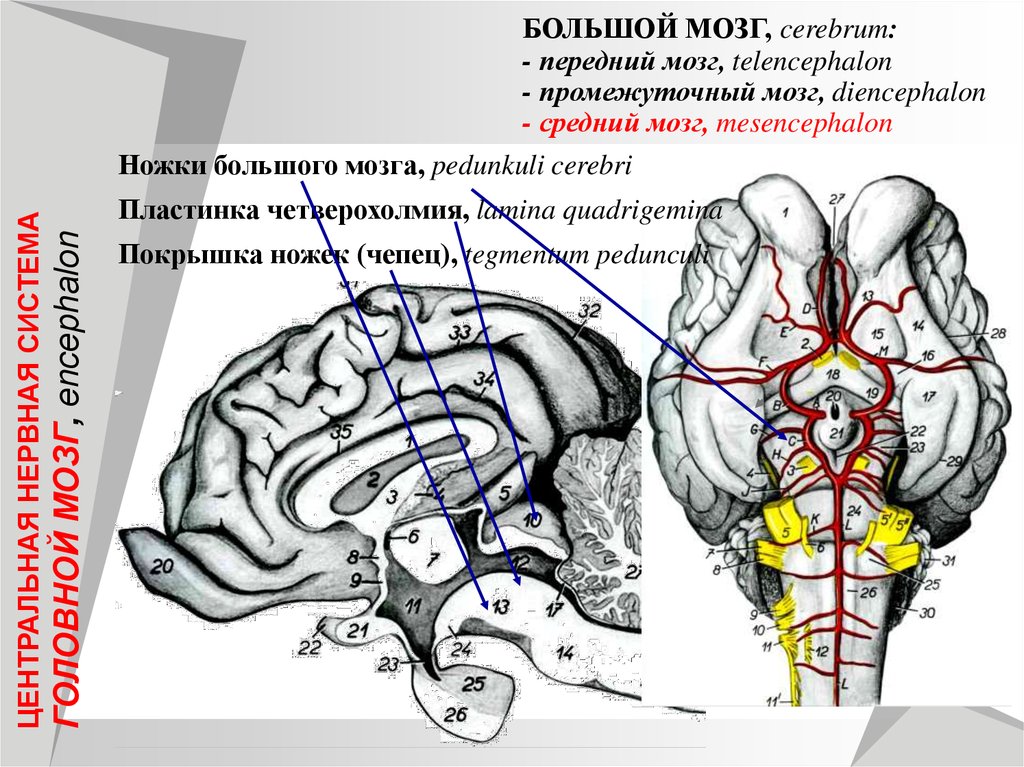Ноги мозг голова. Ножки мозга. Четверохолмие мозга. Ножки мозга промежуточный мозг. Ножки большого мозга.