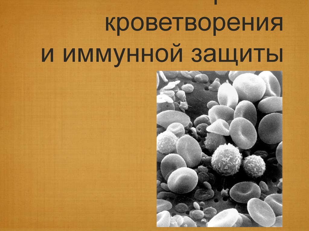 Органы кроветворения и иммунной защиты. Органы кроветворения и иммунологической защиты презентация. Защита иммунитета. Механизмы ускользания грибов от иммунной защиты. Органы кроветворения иммунной