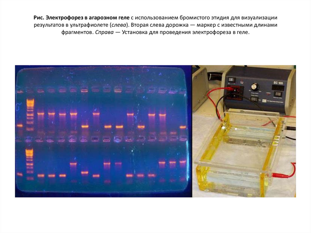 Электрофорез лабораторные. Метод горизонтального электрофореза ДНК В агарозном геле. Гель электрофорез нуклеиновых кислот. Электрофорез ДНК методика. ПЦР электрофорез в агарозном геле.