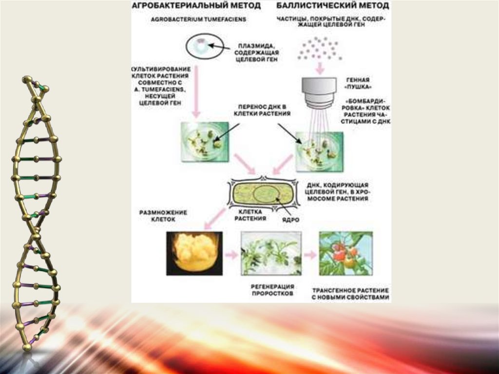 Наследственный материал растений. Агробактериальный метод. Метод агробактериальной трансформации. Этапы агробактериальной трансформации. Генетическая трансформация растений.