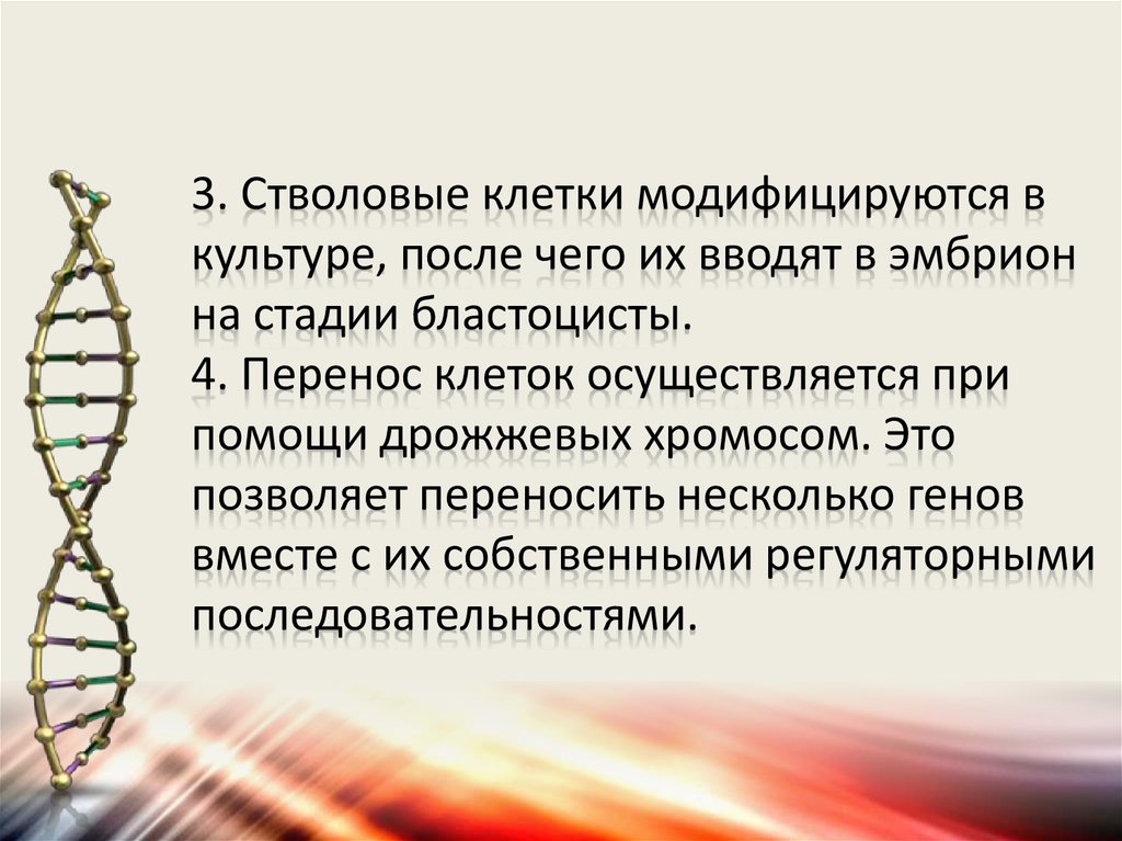 Стволовые клетки в биотехнологии презентация