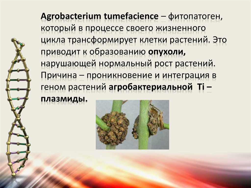 Обнаружены клетки трансформации