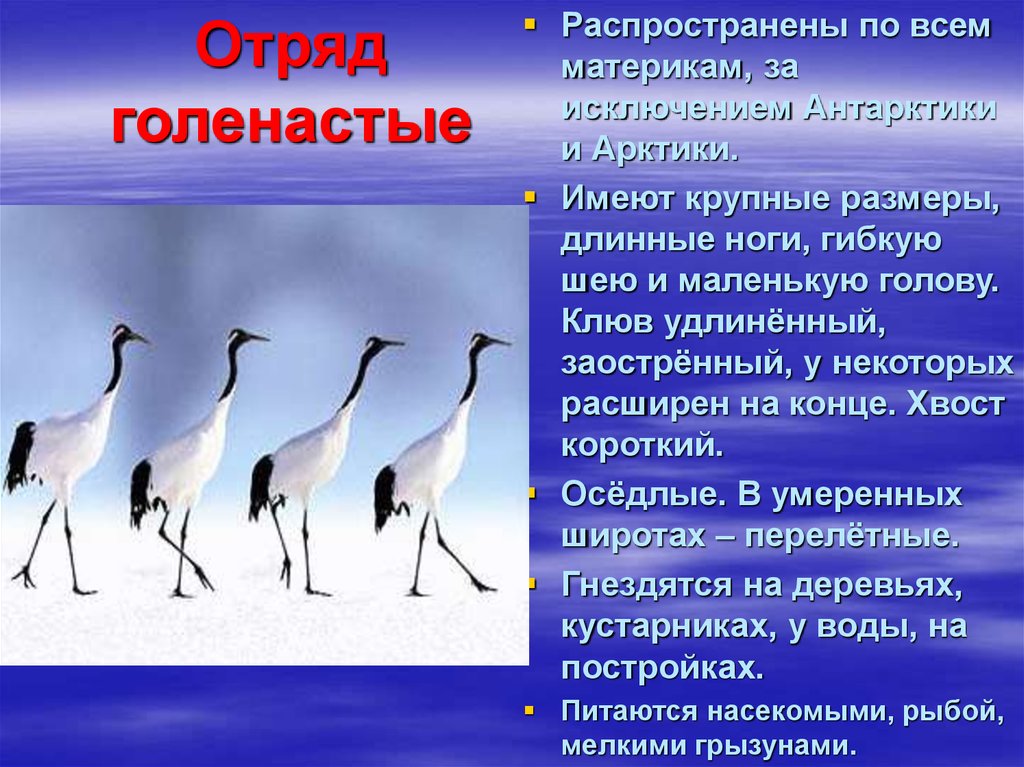 Для представителей класса птицы характерно. Отряд голенастые. Отряд голенастые представители. Голенастые птицы представители. Отряды птиц презентация.