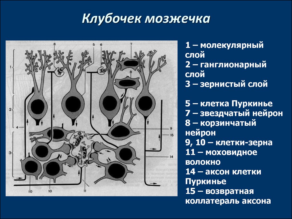 Схема строения клубочка зернистого слоя коры мозжечка