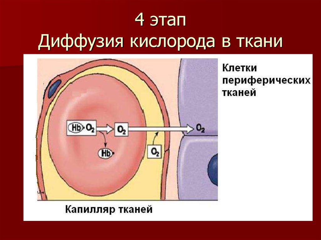 Схема метаболического пути в ходе которого происходит утилизация кислорода в тканях