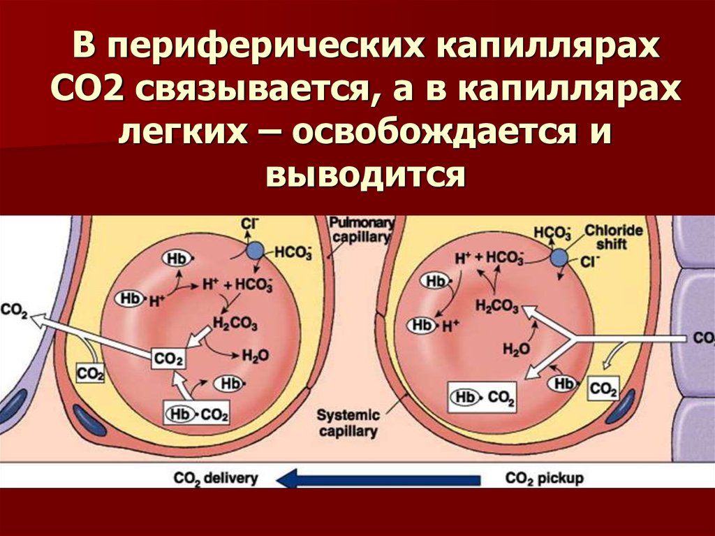 При диффузии газов в легких происходит. Обменные процессы в капиллярах. Диффузия газов (о2 и со2) через гематоальвеолярный барьер. Периферический капилляр. Процесс в капиллярах легких.