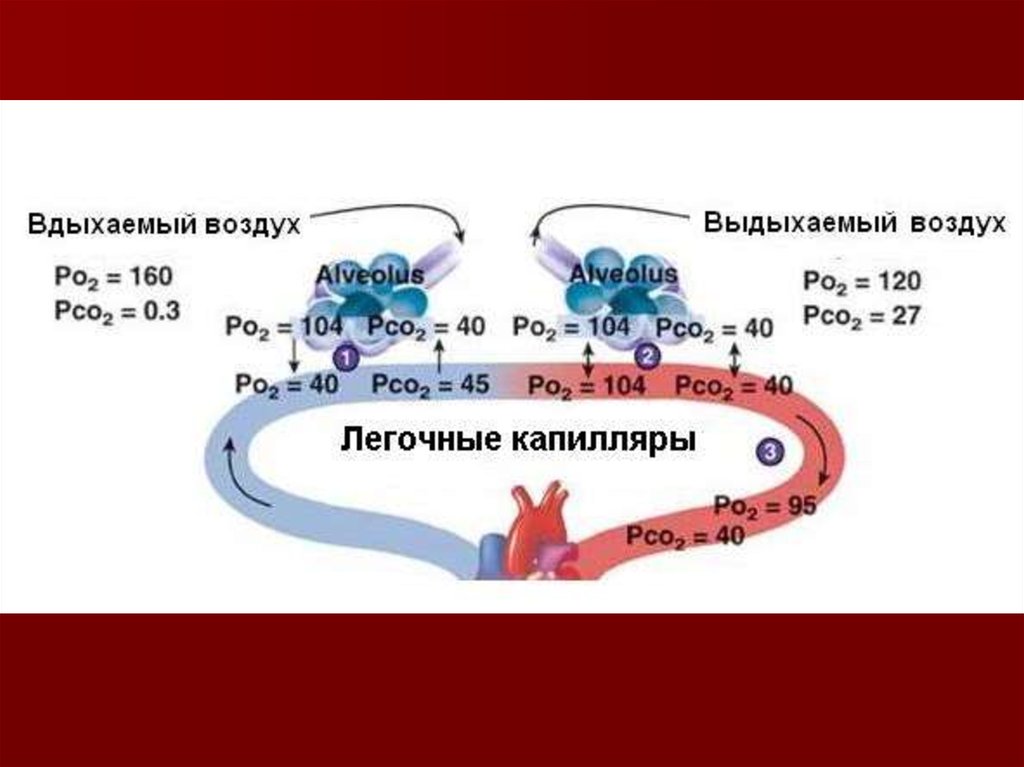 Аэрогематический барьер презентация