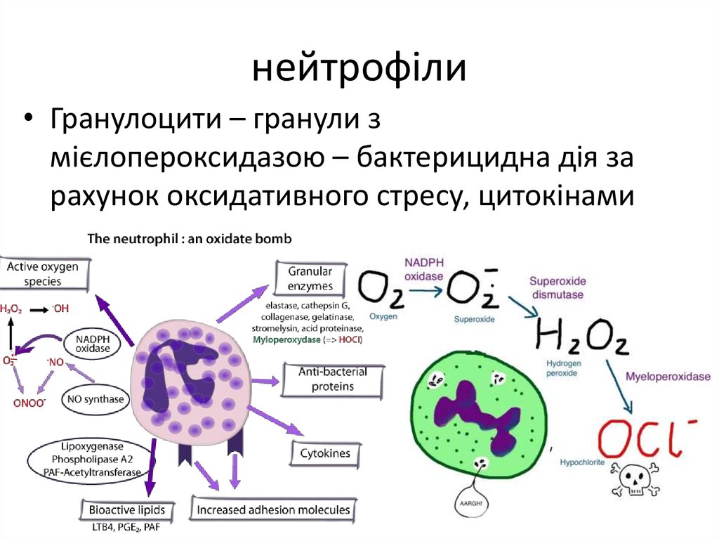 Схема созревания нейтрофилов