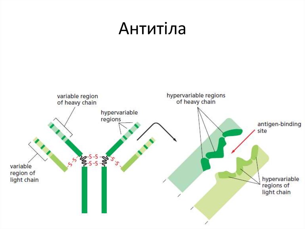 Bind variable. Антитіла клітини. Новорічна Антитіла. Антитіла - фортеця перевод.