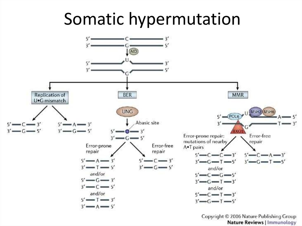 Somatic hypermutation