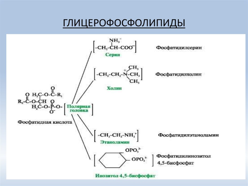 Структура глицерофосфатов и сфинголипидов. Строение биороль глицерофосфолипидов. Структурная формула глицерофосфолипидов. Функции глицерофосфолипидов биохимия. Строение глицерофосфолипидов биохимия.