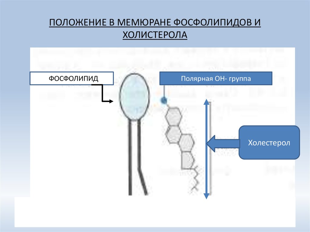 ПОЛОЖЕНИЕ В МЕМЮРАНЕ ФОСФОЛИПИДОВ И ХОЛИСТЕРОЛА