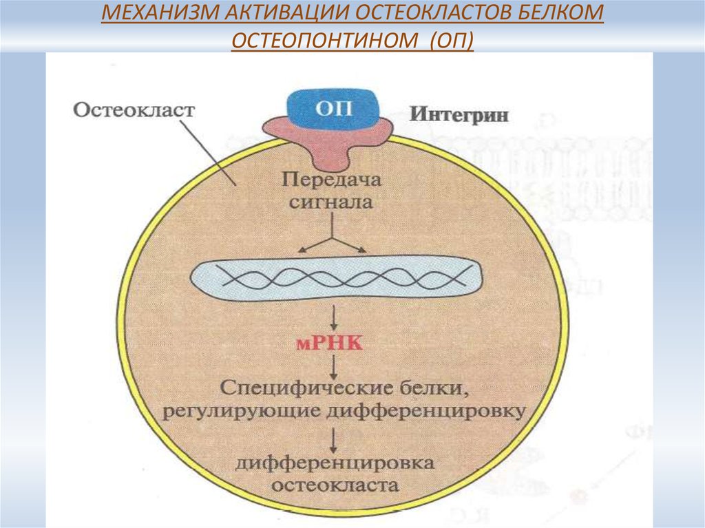 Механизм активации. Схема активации остеокласта. Механизмы активации. Остеокласты механизм. Остеокласты активируются.