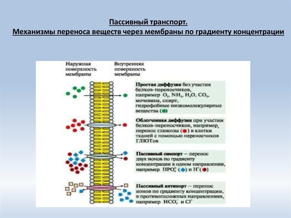 Пассивный транспорт это