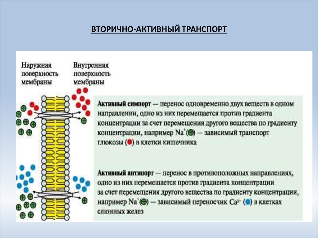 Активный транспорт веществ. Первично-активный транспорт веществ через мембрану. Первично активный транспорт механизм. Первично активный и вторично активный транспорт. Вторично активный транспорт веществ через мембрану.