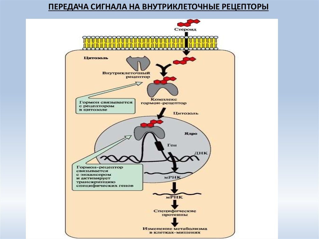 Схема внутриклеточной рецепции гормонов для которых характерен внутриклеточный тип рецепции