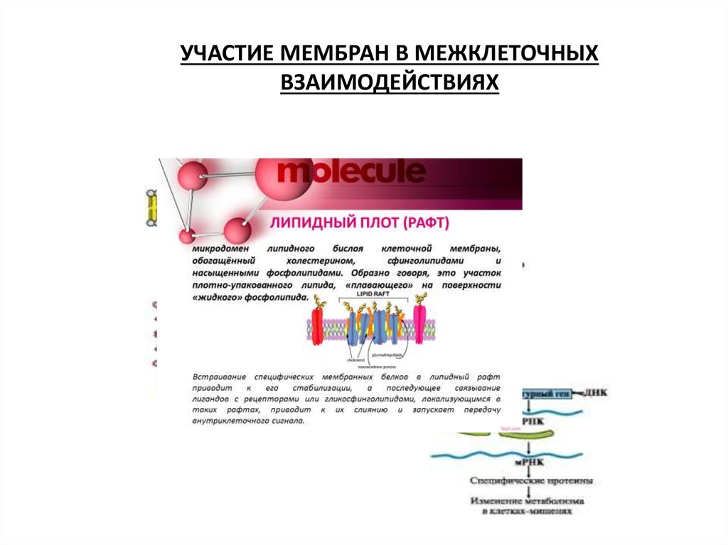 Мембрана участвует. Участие мембран в межклеточных взаимодействиях биохимия. Белки, обеспечивающие межклеточное взаимодействие. Мембранные белки, участвующие в межклеточных взаимодействиях:. Биомембраны: структура и участие в межклеточных взаимодействиях.