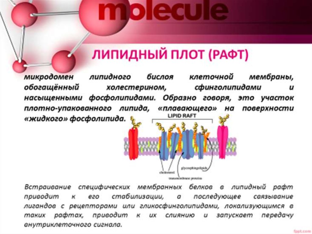 Белок входит в состав мембраны. Липидные рафты функции. Липидные рафты в мембране. Рафты клеточных мембран это. Липидный рафт мембраны.