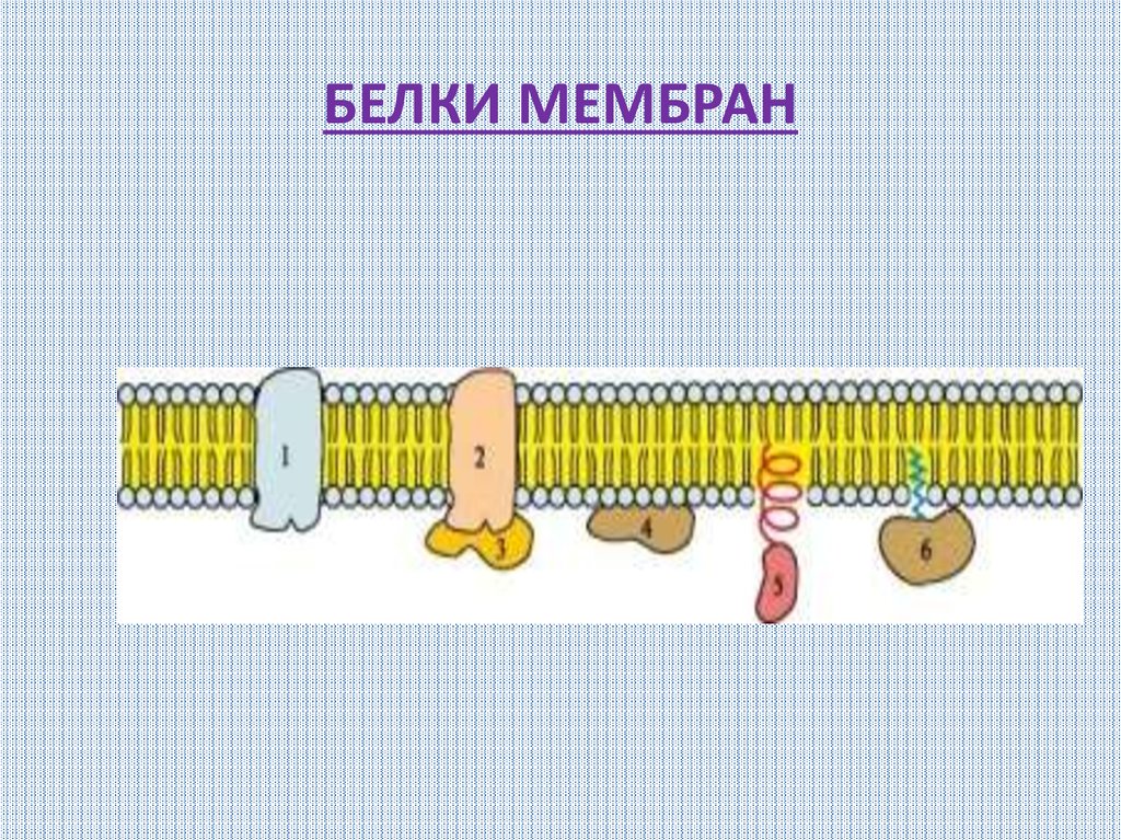 Мембранные белки. Белки мембраны. Белки биологических мембран. Белки и белки мембран. В состав мембран входят белки.