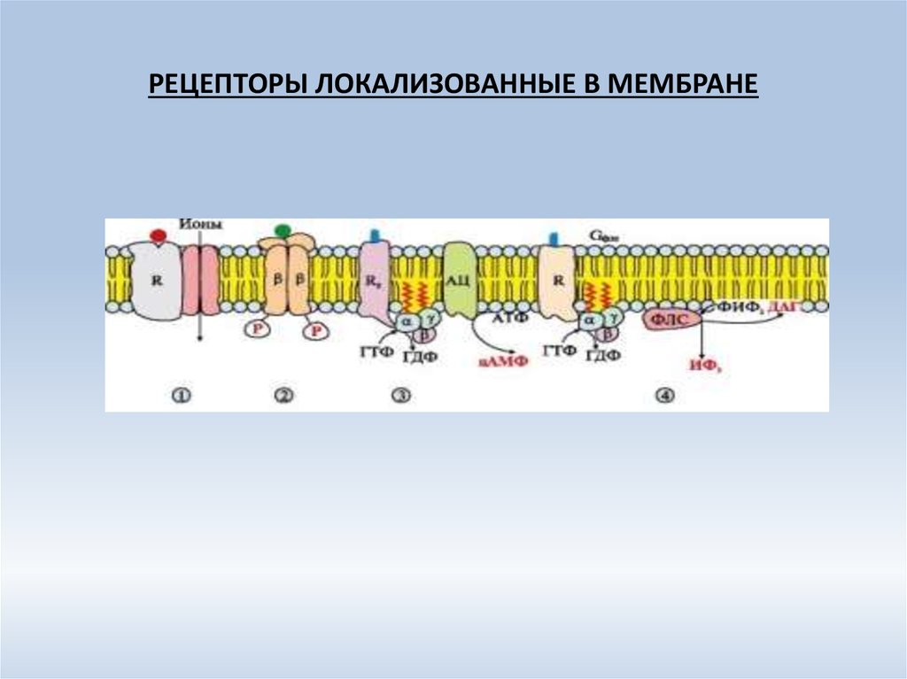 Биологические мембраны. Строение и состав мембран - презентация онлайн