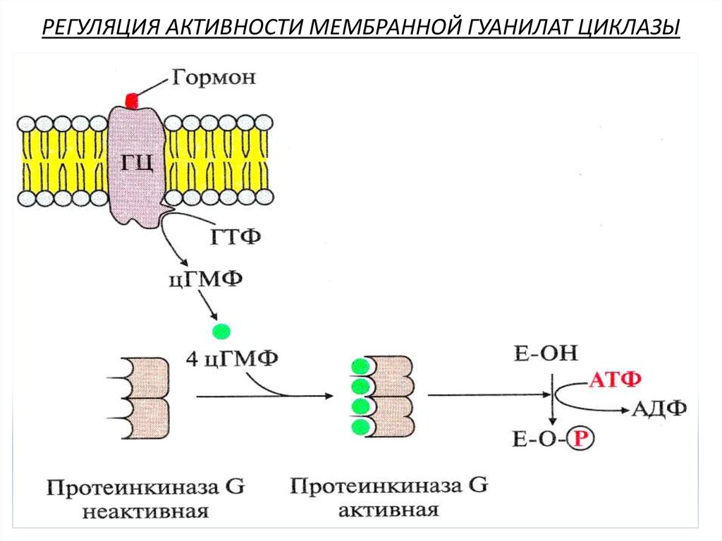 Мембранный механизм действия гормонов схема