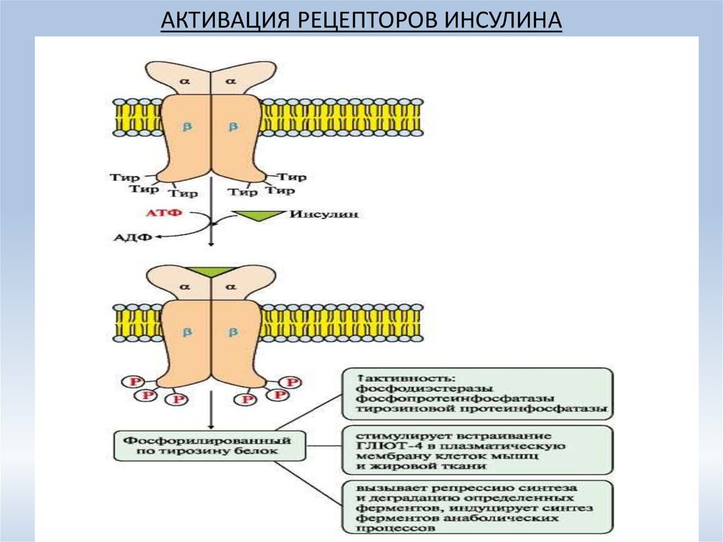 Схема рецептора инсулина