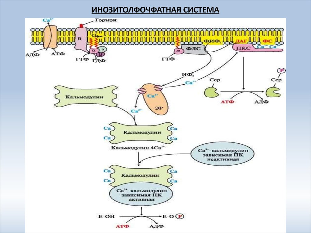 ИНОЗИТОЛФОЧФАТНАЯ СИСТЕМА