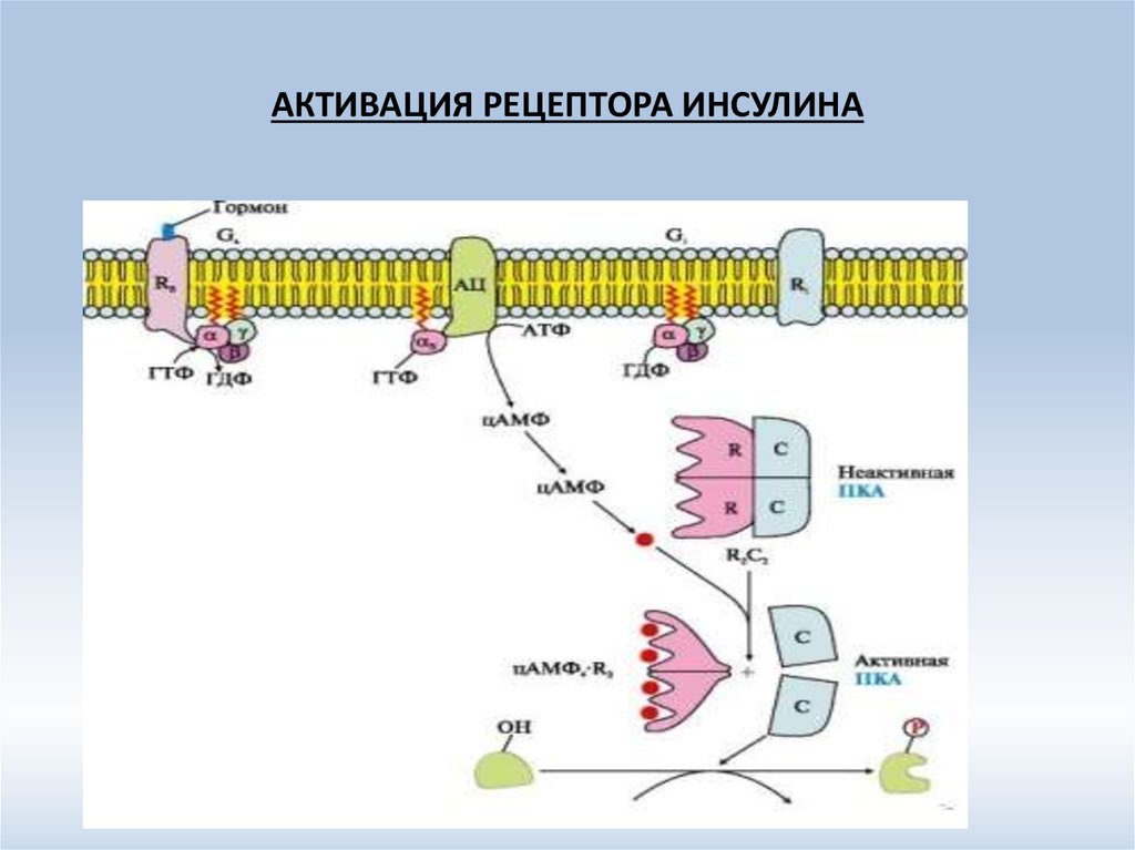 Схема рецептора инсулина