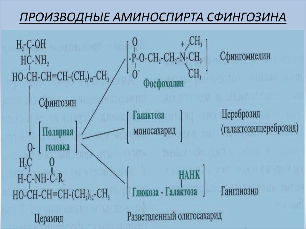 Схема образования церамида