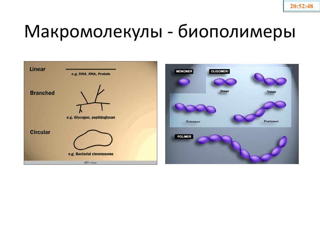 Рисунок биополимеров