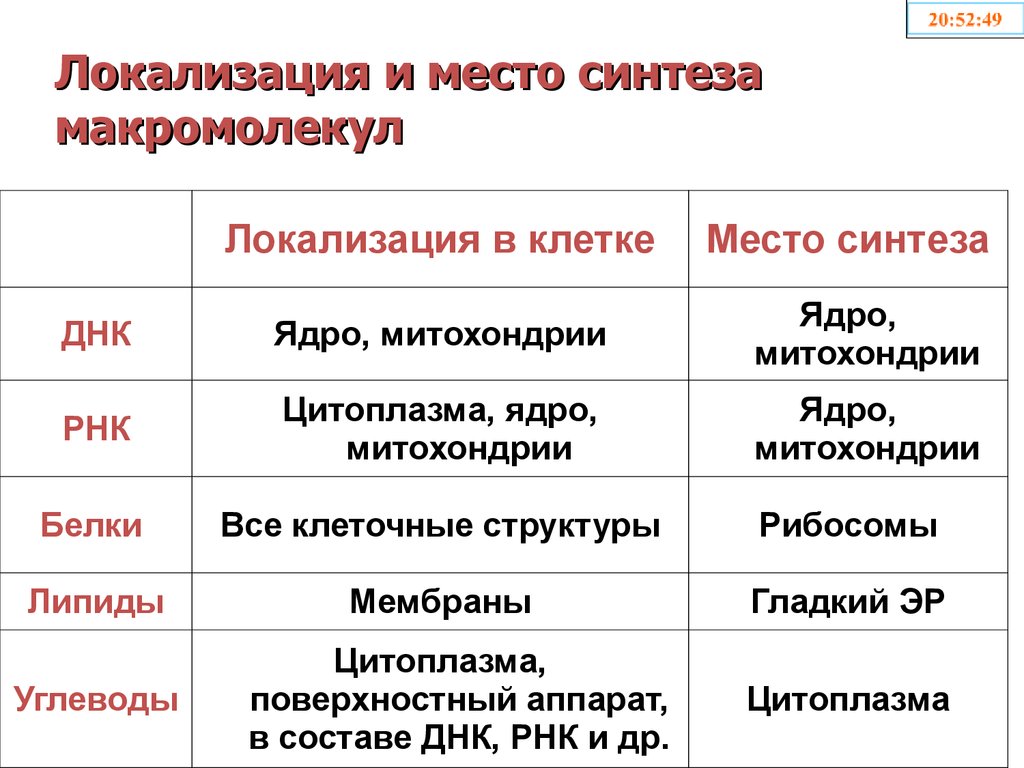 Место синтеза белков. Место синтеза. Белки место синтеза и локализация. Место синтеза белка. ДНК место синтеза и локализация.