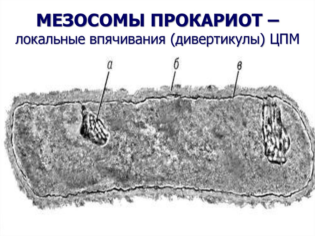 Клетка прокариот функции. Мезосомы бактерий функции. Мезосомы в клетках бактерий. Строение бактерии мезосомы. Строение бактерии мезосома.
