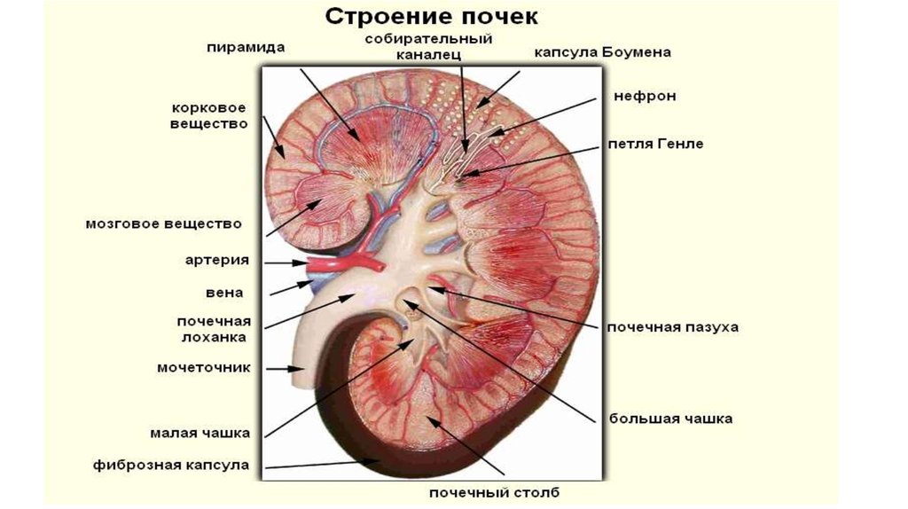 Мочеполовая система человека презентация