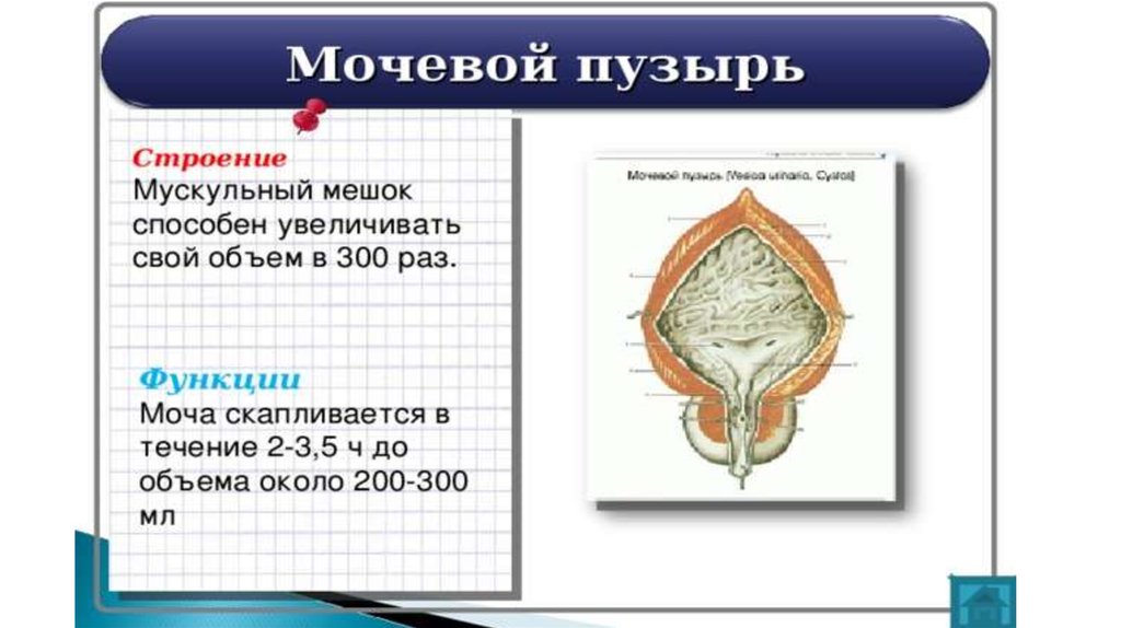 Строение пузыря. Мочевой пузырь особенности строения и функции. Функции мочевого пузыря анатомия. Особенности строения мочевого пузыря. Строение функционирования мочевого пузыря.