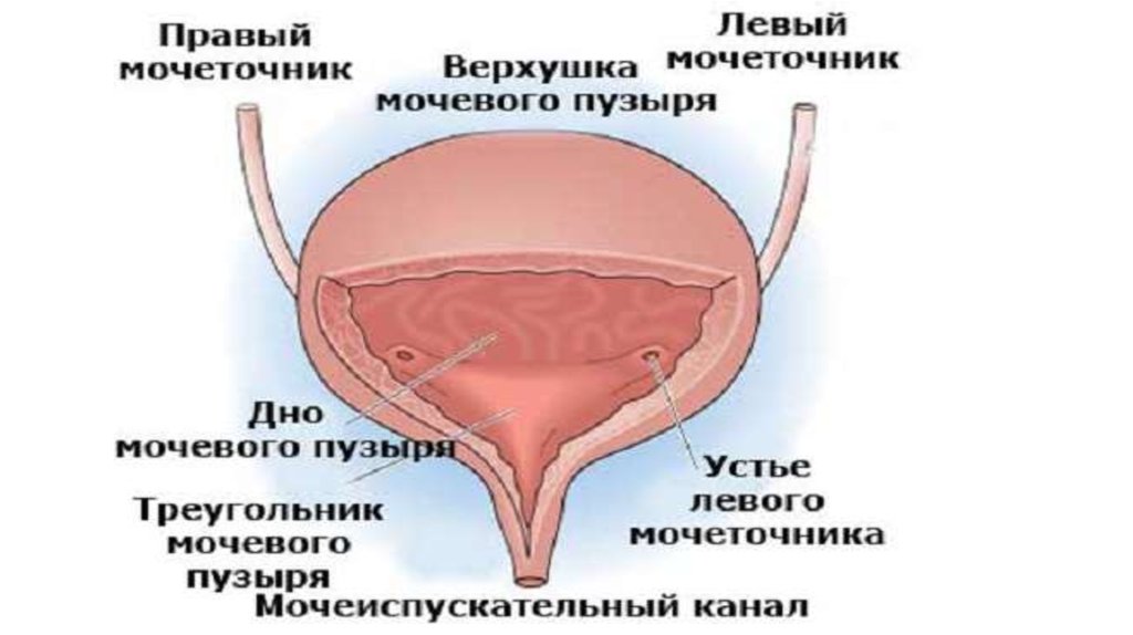 Мочеполовая система человека - презентация онлайн