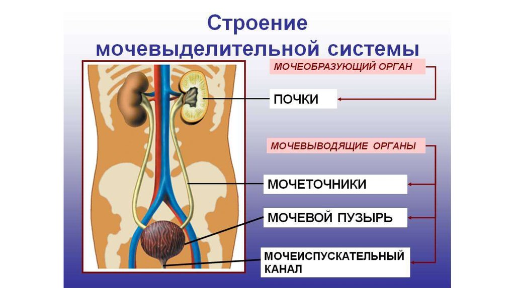 Презентация мочеполовая система человека